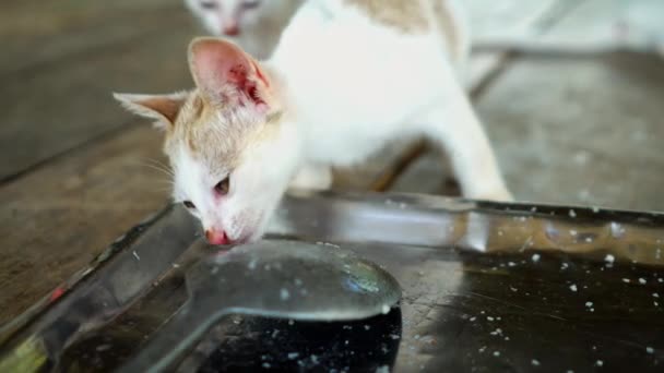 Cat Muchos Gatitos Comiendo Comida Tazón Mascotas Familia Mamíferos — Vídeo de stock