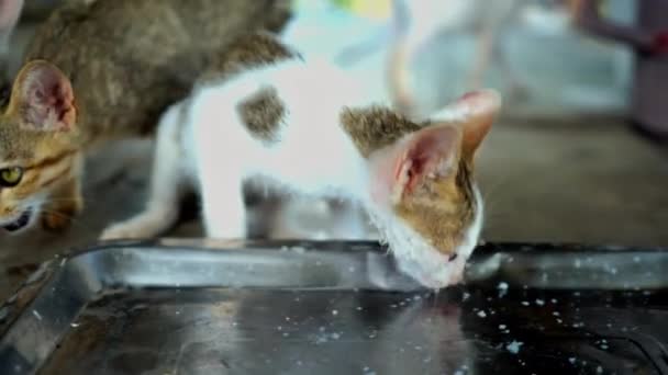 Кошки Много Котят Домашние Домашние Животные Млекопитающие — стоковое видео