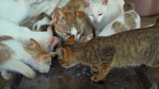 Cat Lots Kittens Family Home Pets Mammals — Stock Video