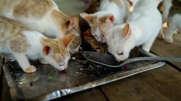 Katze Viele Kätzchen Fressen Futter Einer Schüssel Haustiere Der Säugetierfamilie — Stockvideo