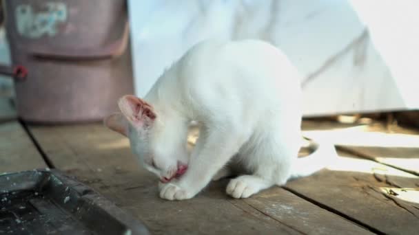 Cat Kitten Eating Food Bowl Mammal Family Pets — Stock Video