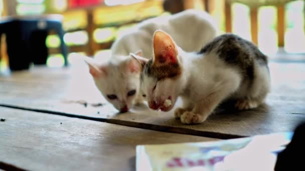 Gato Dois Gatinhos Comer Comida Animais Estimação Família Dos Mamíferos — Vídeo de Stock