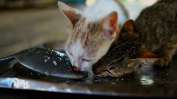 Katze Viele Kätzchen Fressen Futter Einer Schüssel Haustiere Der Säugetierfamilie — Stockvideo