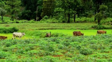 Çiftçiler, yetişkin Taylandlılar, çiftçiler, işgaller, mutlu çiftçiler, orman dağları olan kırsal bölgeler. tarım arazisi