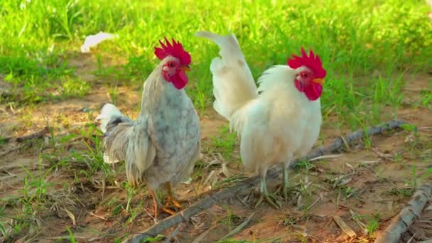 Weiße Henne Gemahlen Frettchen Freilandhaltung — Stockvideo