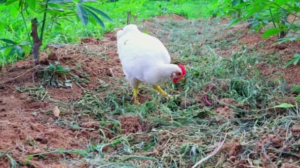白色母鸡 自由放养的母鸡 — 图库视频影像