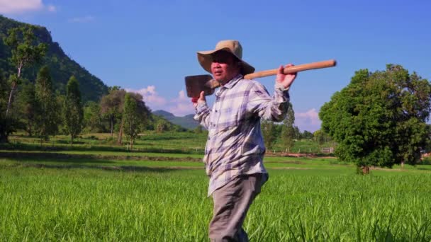 Homem Agricultor Caminhando Prado Campo Trigo Verde Dia Ventoso Primavera — Vídeo de Stock