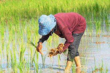 Elle işlenmiş pirinç fidelerini içeren geleneksel bir tarım uygulaması..