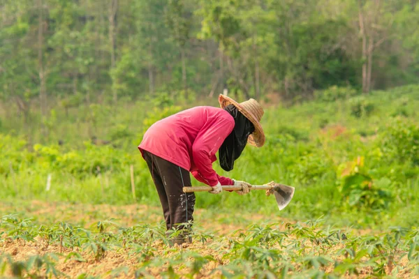 stock image Traditional farming like the old days Thai women chopping the grass in the farm alone