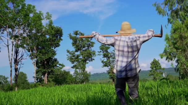 Felnőtt Séta Mező Szabadidős Tevékenység Áldott Természet Hegyek Erdők Mezőgazdaság — Stock videók