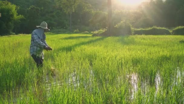Orang Yang Satu Petani Tanaman Padi Petani Produksi Makanan Thailand — Stok Video