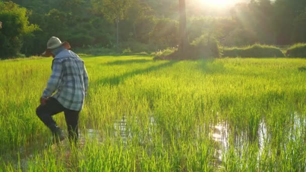 Hombre Agricultor Arroz Planta Producción Alimentos Los Agricultores Tailandia — Vídeo de stock