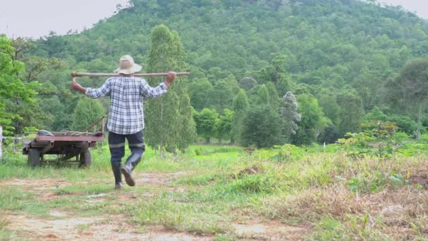 農夫が一人で農場を歩いている プロの農業 緑の自然 タイと農地 — ストック動画