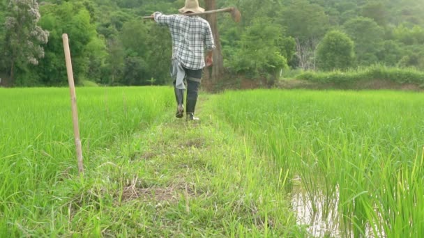 男子背向农场 独自行走在高山 绿色的农田里 — 图库视频影像
