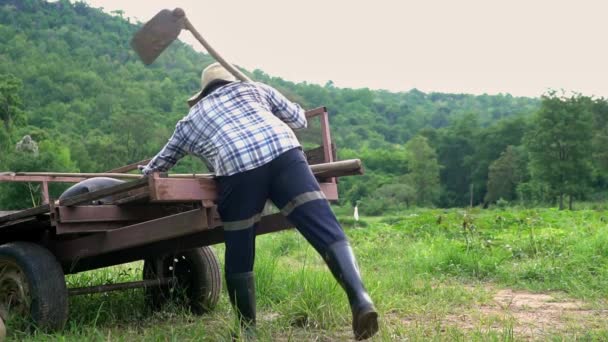 Mannelijke Boer Loopt Alleen Zoek Naar Het Rijstveld Professionele Boer — Stockvideo
