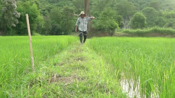 Agricultor Masculino Caminhando Sozinho Olhando Para Campo Arroz Agricultor Profissional — Vídeo de Stock