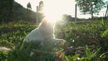 Beyaz kedi yavrusu sabah güneşi Tayland kedisi cinsidir. beyaz gövdeli