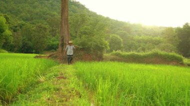 Pirinç tarlası pirinci. Tayland 'da çiftçilik yapan bitkiyi izleyen yetişkin bir adam.