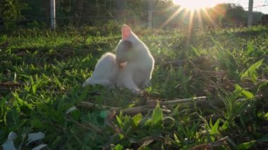 Beyaz kedi yavrusu çimlerin üzerinde sabah güneşli beyaz kedi yavrusu. Sabah güneşi bir Tayland kedisi cinsidir. beyaz gövdeli