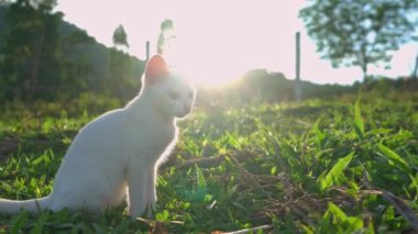 Çimlerde beyaz kedi yavrusu Sabah güneşi