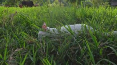 Beyaz kedi yavrusu çimlerin üzerinde sabah güneşli beyaz kedi yavrusu. Sabah güneşi bir Tayland kedisi cinsidir. beyaz gövdeli