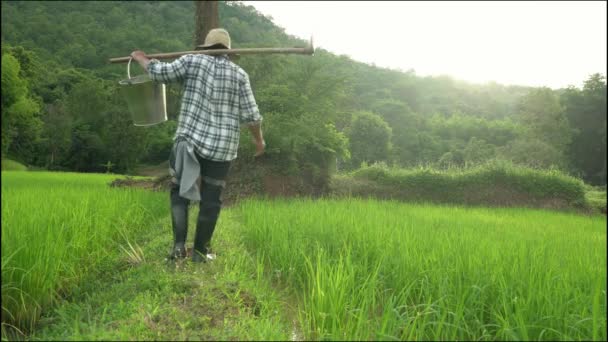 Rice Farmland Rice Plant Adult Man Watching Plant Grow Agriculture — Stock Video