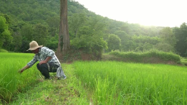 Rýže Zemědělská Půda Rýže Rostlina Muž Farmář Dospělý Muž Sedí — Stock video