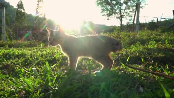 Brown Kitten Grass Morning Sun — Stock Video
