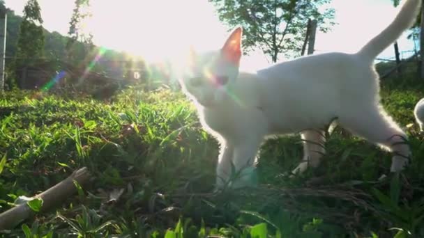 Biały Kotek Trawie Rano Sunwhite Kotek Trawie Poranne Słońce Tajlandzki — Wideo stockowe