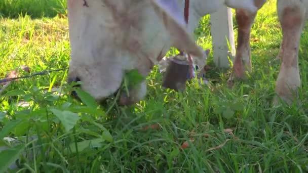 自然の草原で地面に緑の草を食べる白い肉牛 青空の下でタイの動物の夫婦 — ストック動画