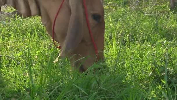 Vaca Marrom Comendo Grama Verde Longo Chão Campo Grama Natural — Vídeo de Stock