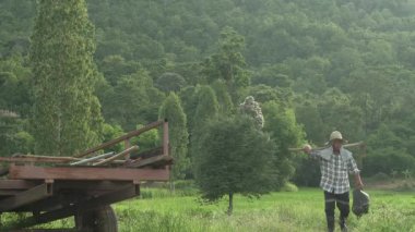 Pirinç, tarım arazisi, pirinç bitkisi, tek başına yürüyen yetişkin erkek çiftçi çapa, kürek ekipmanı, tarım, kırsal tarım, Tayland