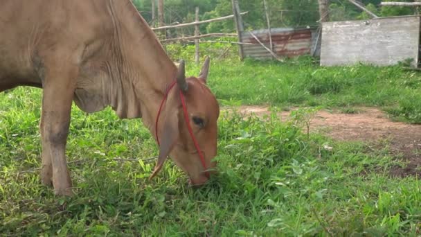 Brązowa Krowa Jedząca Zieloną Trawę Wzdłuż Ziemi Polu Naturalnej Trawy — Wideo stockowe