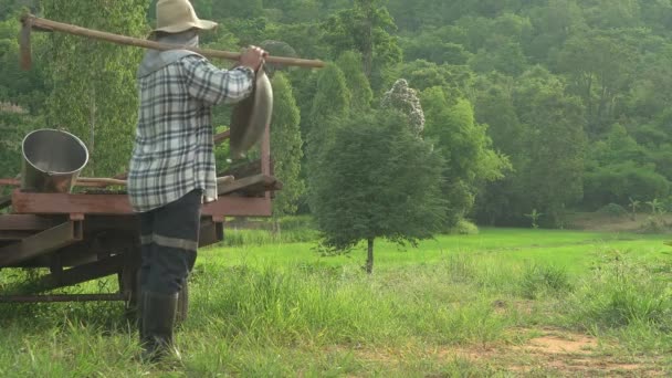 成年男子单独行走观察植物生长 搬运锄头 铲子设备 制衣农业 — 图库视频影像