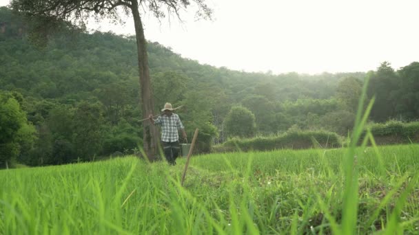 Pirinç Tarlası Pirinci Tayland Çiftçilik Yapan Bitkiyi Izleyen Yetişkin Bir — Stok video