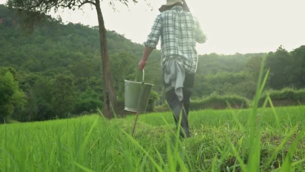 米農地パディフィールド大人の男は タイのシャベル機器農業を保持している手で植物の成長を見ています — ストック動画