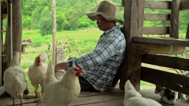 Fehér Idős Férfi Erkélyen Faház Mezőgazdasági Foglalkozás Állattenyésztés Egyetlen Broiler — Stock videók