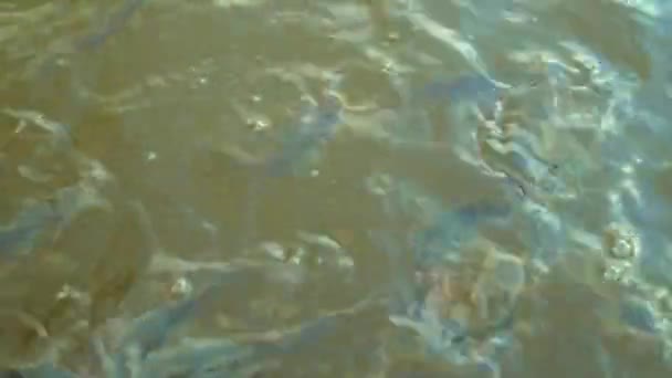 Welszucht Teichen Süßwasserfischerei Fischvermehrung Fütterung Und Pflege Von Jungfischen Ländlichen — Stockvideo