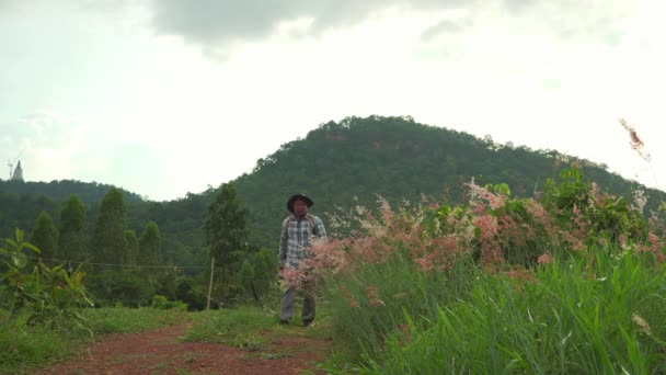 成年人 一个拿着相机的人 前景日落时带着红花走在草地上 孤零零地望着天山 游览着泰国乡村的青山美景 — 图库视频影像
