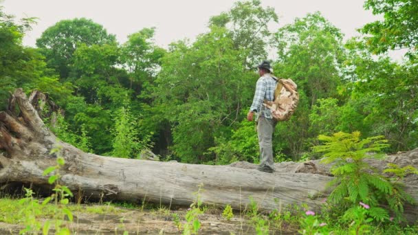Chůze Dřevařská Kulatina Dřevo Les Cestovatel Muž Lesní Průzkum Přirozená — Stock video