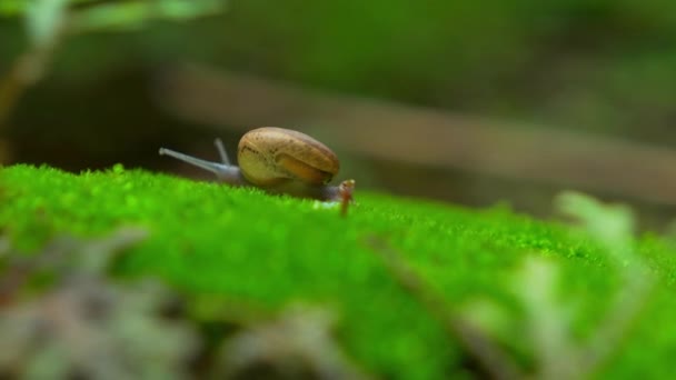 Kleinste Parasitaire Slak Het Aziatische Regenwoud Escargot Kleinste Eetbare Lucht — Stockvideo