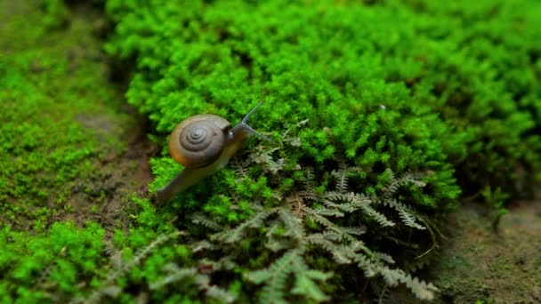 아시아 숲에서 발견되는 달팽이 에스카고는 Helicidae에서 달팽이의 종입니다 — 비디오