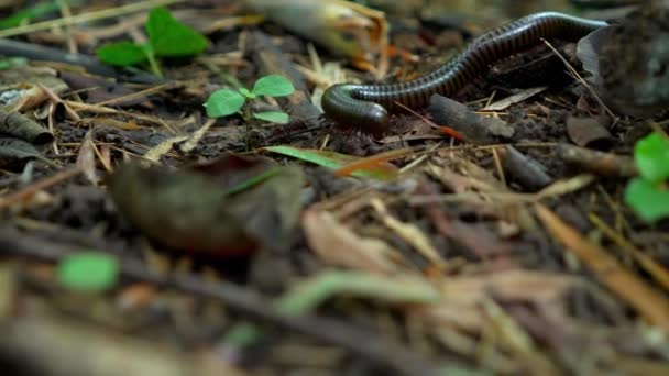 Milpiés Deslizándose Sobre Una Rama Negra Reptil Tiene Columna Vertebral — Vídeos de Stock