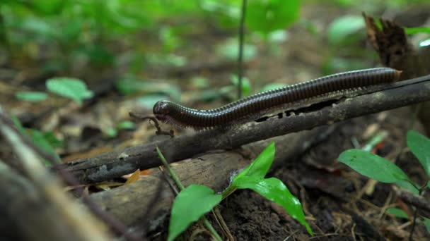Milpiés Deslizándose Sobre Una Rama Negra Reptil Tiene Columna Vertebral — Vídeos de Stock