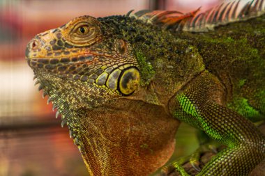 Amerikan Sibirya Zoolojisi. Bir daldaki dişi iguana bir ağaç omurgasıdır ve doğal sürüngen cinsinin parlak renkleridir..