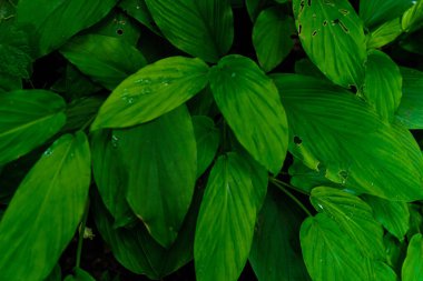 Ormanlar ve egzotik bitki türleri, Tayland 'da yeşil yaprak yağmur ormanlarının korunması ve botanik alanında keşfedildi..