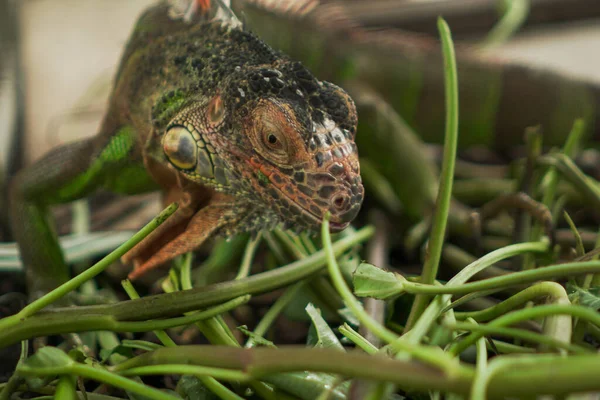 American Siberian Zoology Species Female Iguana Chameleon Lacertidae Iberians Herbivorous — Stock Photo, Image