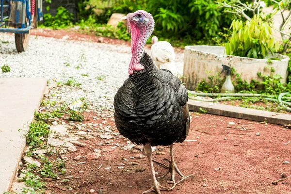 Adult male poultry turkeys have gray-black feathers. farm animals for food The head has a trunk standing on the ground alone, close-up.