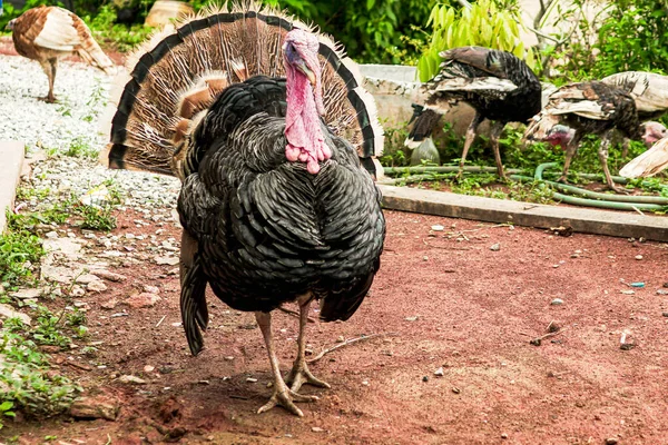 Adult male poultry turkeys have gray-black feathers. Pets for food The head has a trunk standing on the ground alone, close-up.