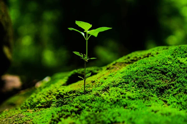 Green moss or fern, diversity of species on rock, abundance of micro plants in moist area, beautiful natural art in Thailand rain forest.